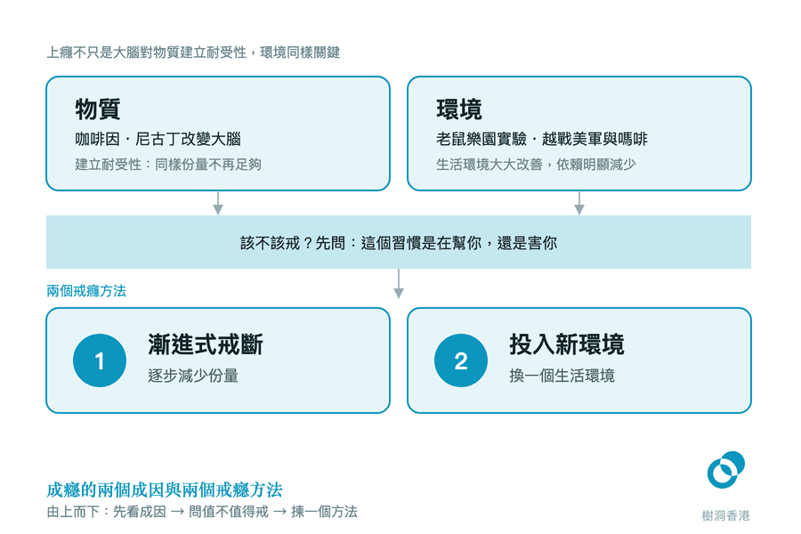 一張由上而下的流程圖:上方兩個並排圓角方格列出成癮的兩個成因——物質令大腦建立耐受性、環境(老鼠樂園實驗與越戰美軍),箭嘴向下指入「該不該戒?先問:這個習慣是在幫你,還是害你」的判斷橫帶,再往下分出兩個編號方格:漸進式戒斷與投入新環境。 圖:樹洞香港