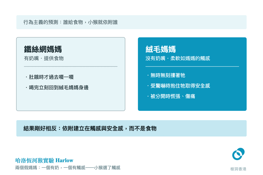 圖頂淺藍橫帶寫出行為主義的預測——誰給食物,小猴就依附誰;下面左右兩張卡並排比較鐵絲網媽媽(有奶嘴・提供食物)與絨毛媽媽(沒有奶嘴・柔軟觸感)各自換來的行為,最底橫帶寫出相反的結果:依附建立在觸感與安全感,而不是食物。 圖:樹洞香港