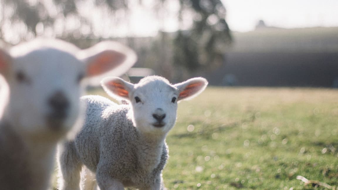 Why We Follow the Crowd Without Meaning To