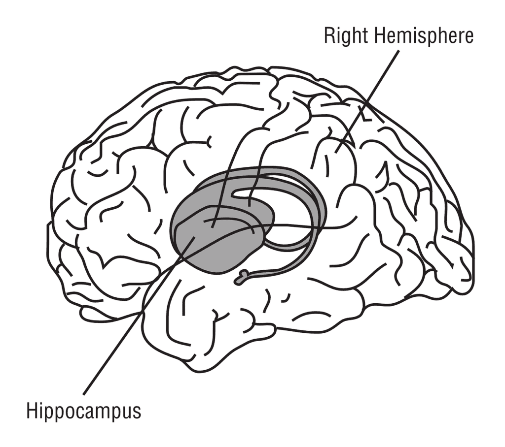 人腦線描圖:標示右腦半球,以及位於中央、以灰色標示的海馬體(Hippocampus)
