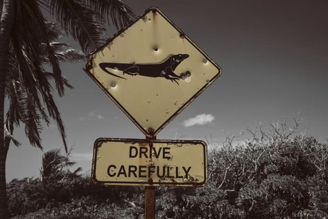路邊警告牌:菱形牌上有蜥蜴圖案,下方寫著「DRIVE CAREFULLY」,背景為棕櫚樹