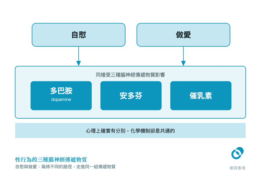 自慰與做愛兩個並排的方塊各有一支箭頭向下,匯入同一條帶子,帶子裡並排著多巴胺 dopamine、安多芬、催乳素三塊,下方一行說明心理上確實有分別,化學機制卻是共通的。 圖:樹洞香港