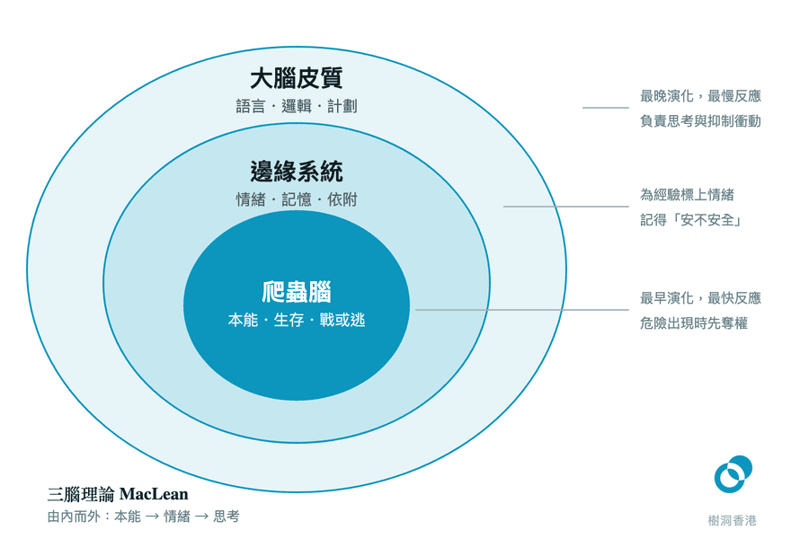 三腦理論的層次結構:最內層爬蟲腦負責本能與生存,中層邊緣系統負責情緒、記憶與依附,最外層大腦皮質負責語言、邏輯與計劃;由內而外,反應由快變慢。圖:樹洞香港