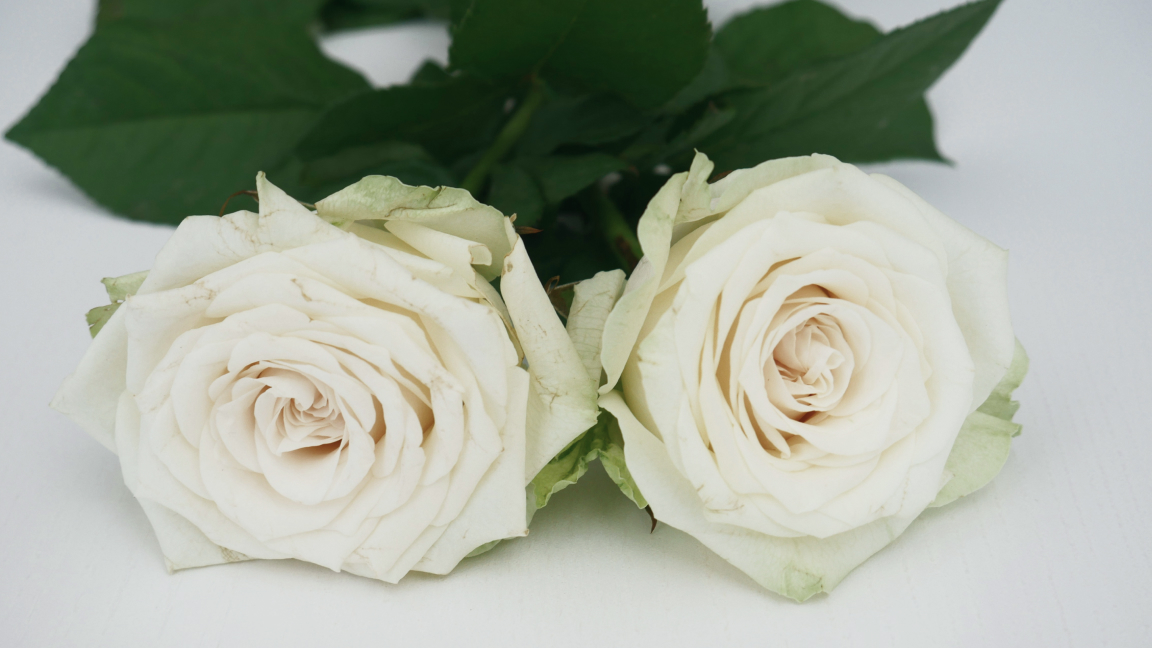 【擇偶心理學】如何選對伴侶？5大深度反思方向，找到對的人 2